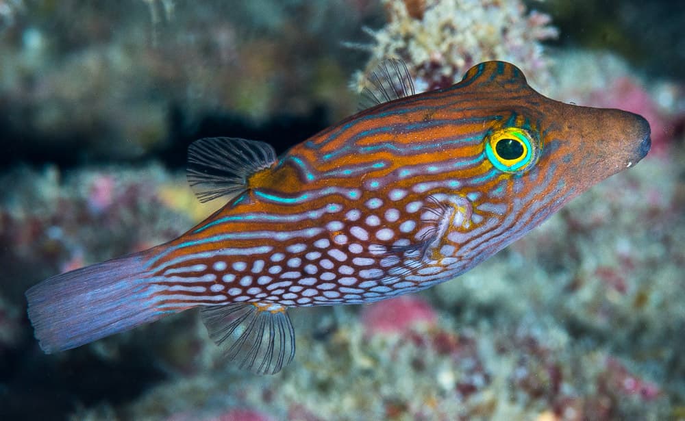Honeycomb Toby showing distinctive pattern