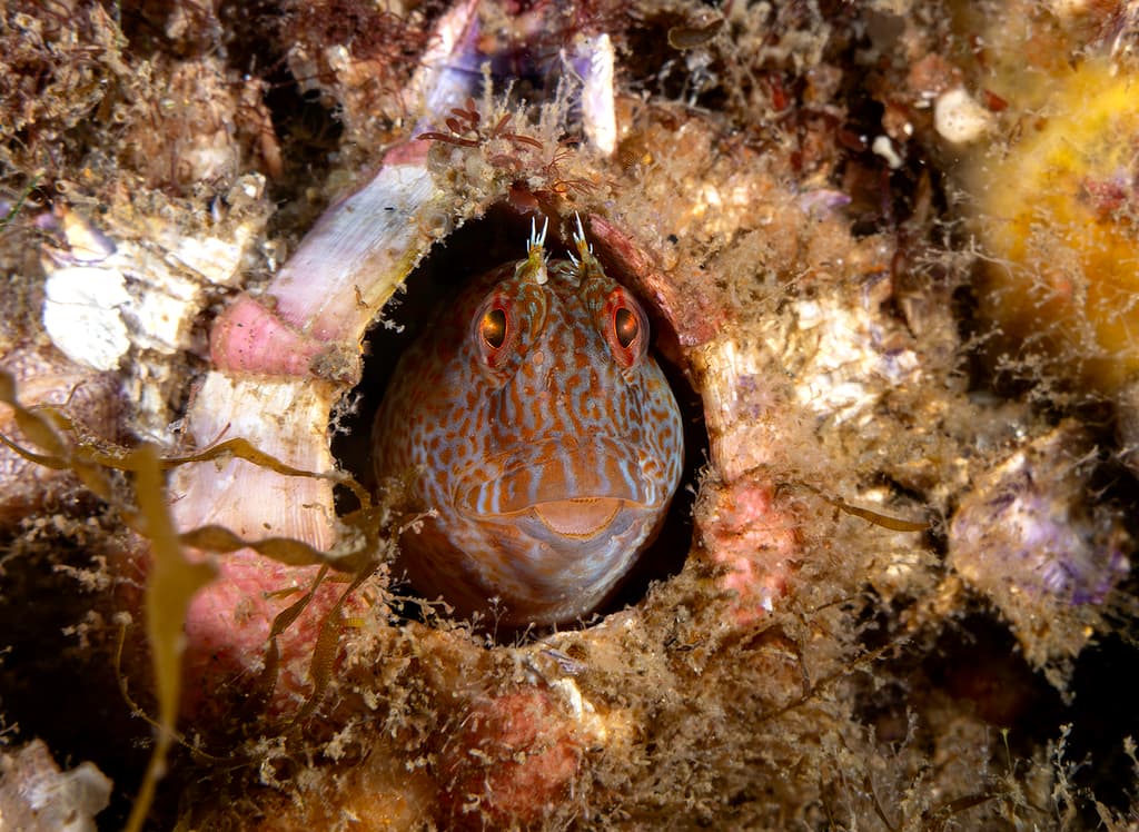 Horned Blenny perched on rocky substrate