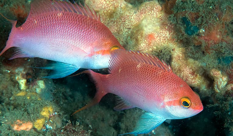 Hutomo's Anthias in a marine aquarium