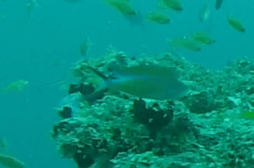 Ignitus Anthias in a marine aquarium