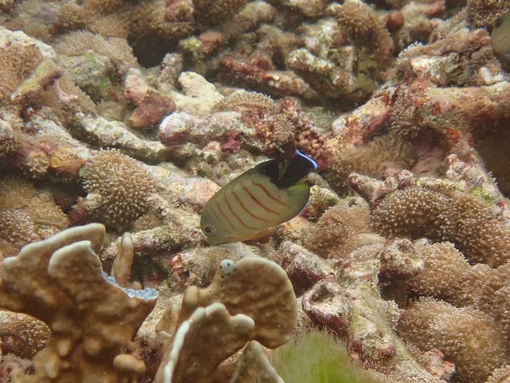 Indian Mimic Surgeonfish in a marine aquarium