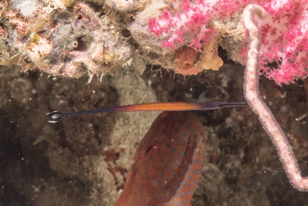 Janss' Pipefish in a marine aquarium