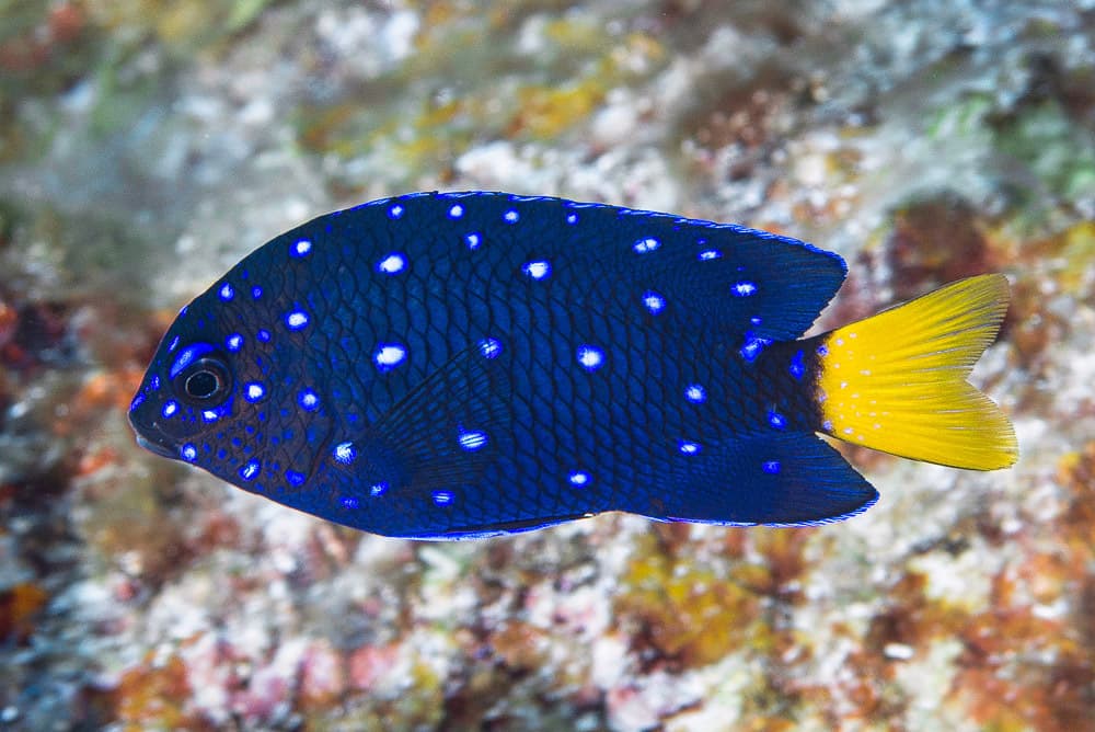 Jewel Damsel in a marine aquarium