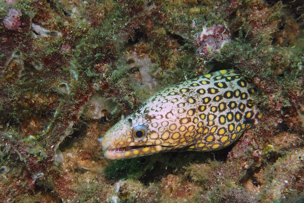 Jewel Moray Eel displaying stunning golden spotted pattern on dark brown body