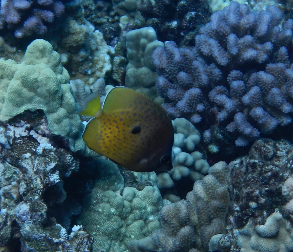 Klein's Butterflyfish in a marine aquarium