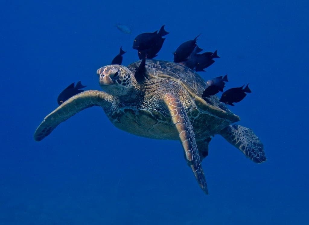Kole Tang displaying characteristic striped pattern and yellow eye ring