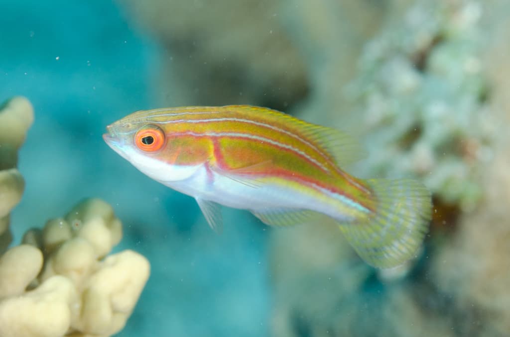 Labouti Fairy Wrasse in a marine aquarium