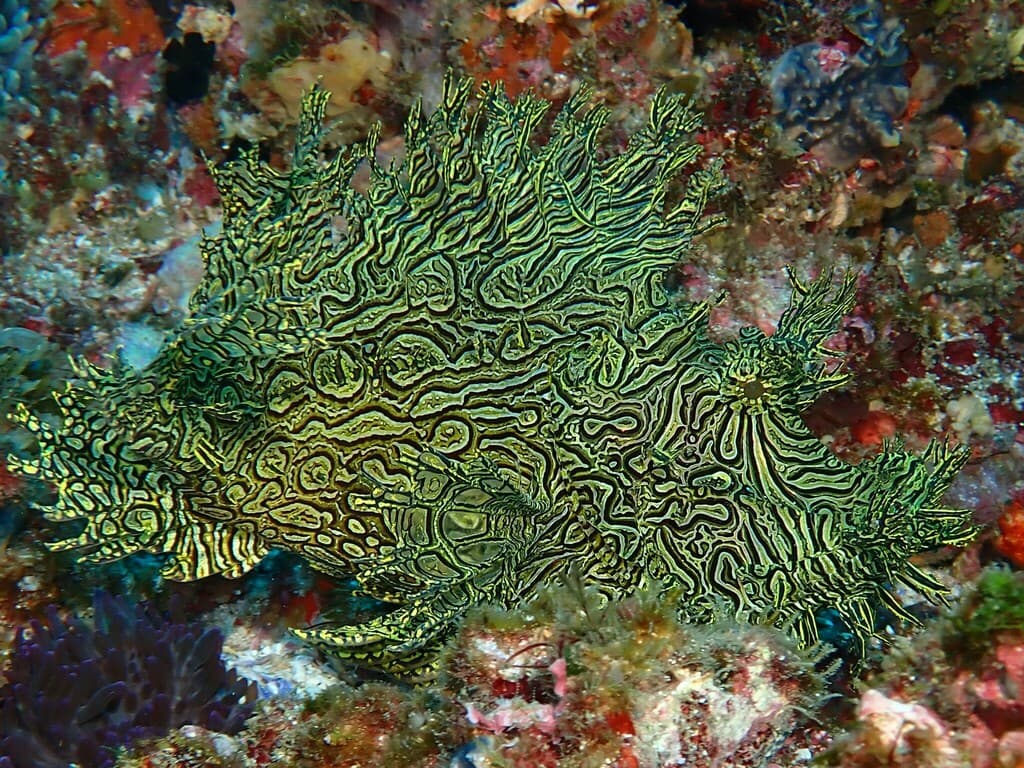 Lacy Scorpionfish in a marine aquarium