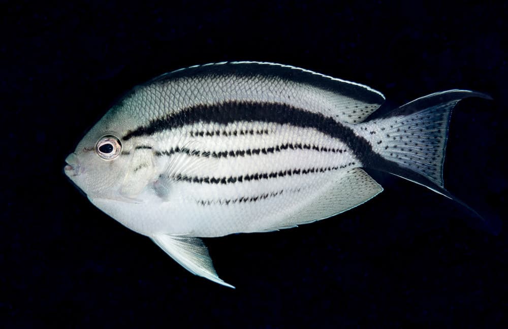 Lamarck's Angelfish in a marine aquarium