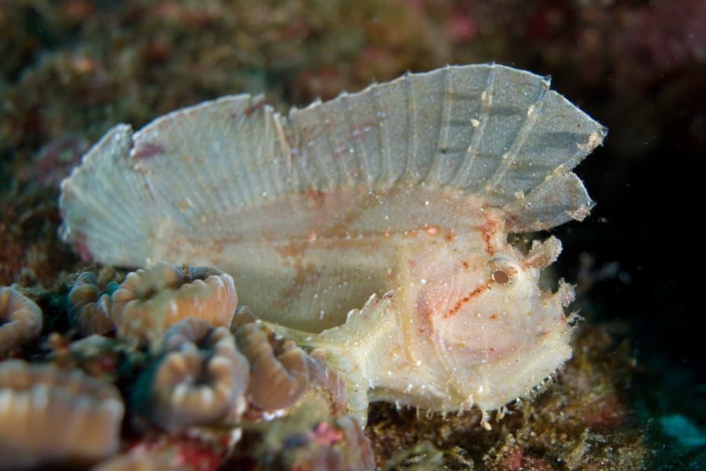 Leaf Scorpionfish in a marine aquarium