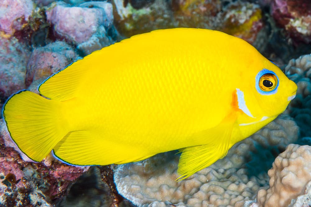 Lemonpeel Angelfish displaying vivid yellow body with blue eye ring