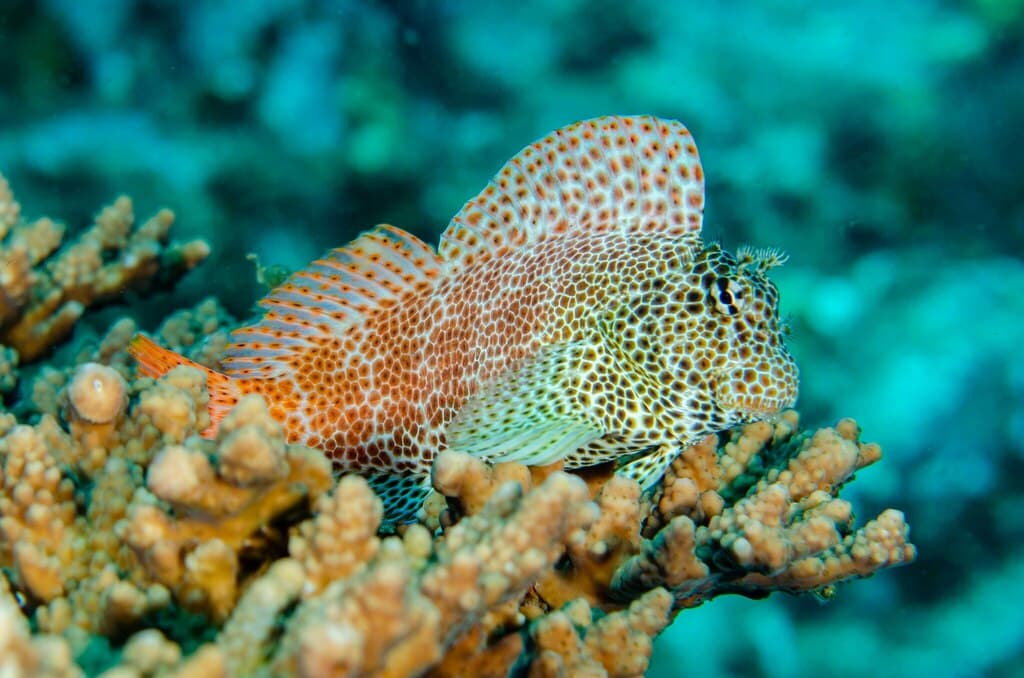 Leopard Blenny showing spotted pattern