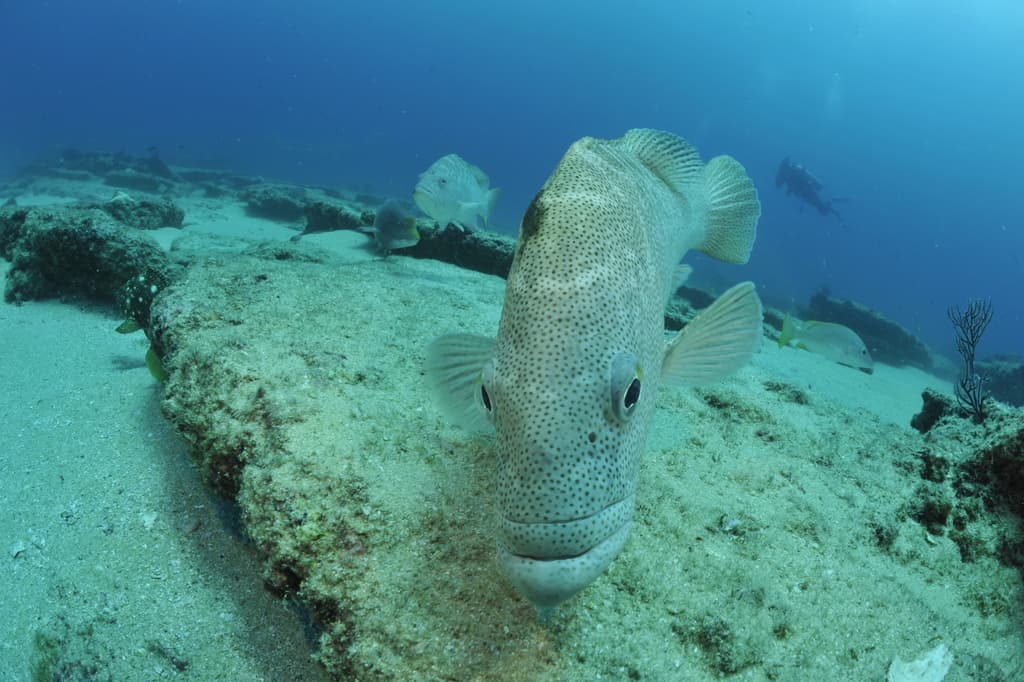 Leopard Grouper showing spotted leopard-like pattern on brownish body