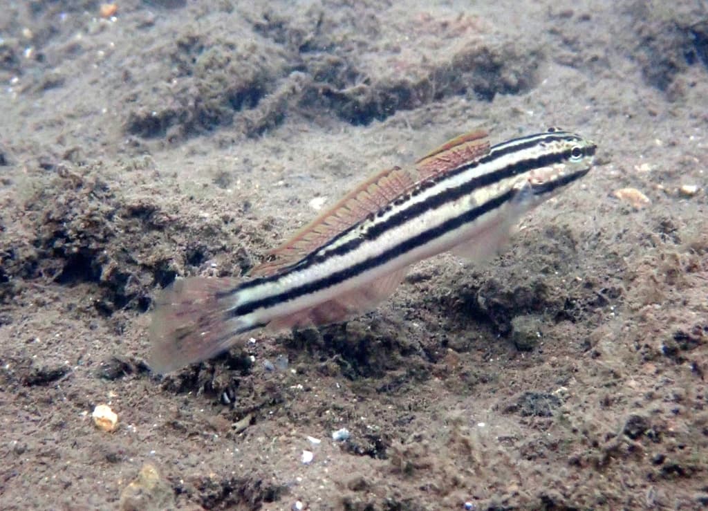 Link Goby in a marine aquarium