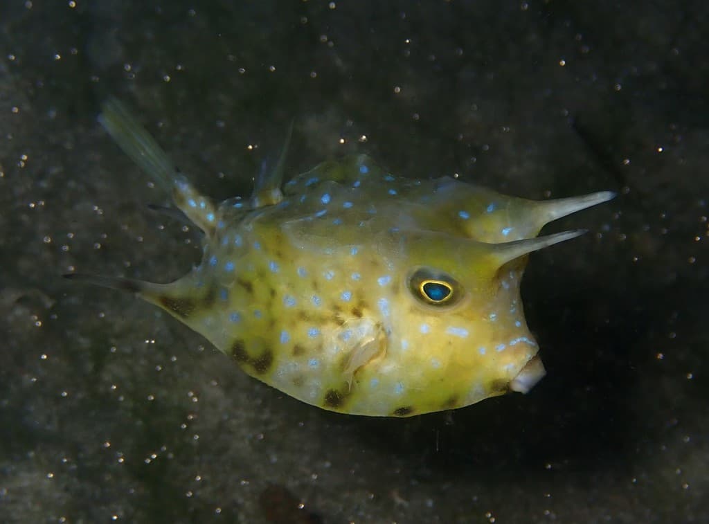 Longhorn Cowfish showing yellow body with distinctive horns
