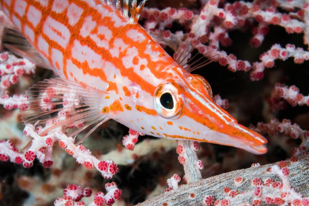 Longnose Hawkfish in a marine aquarium