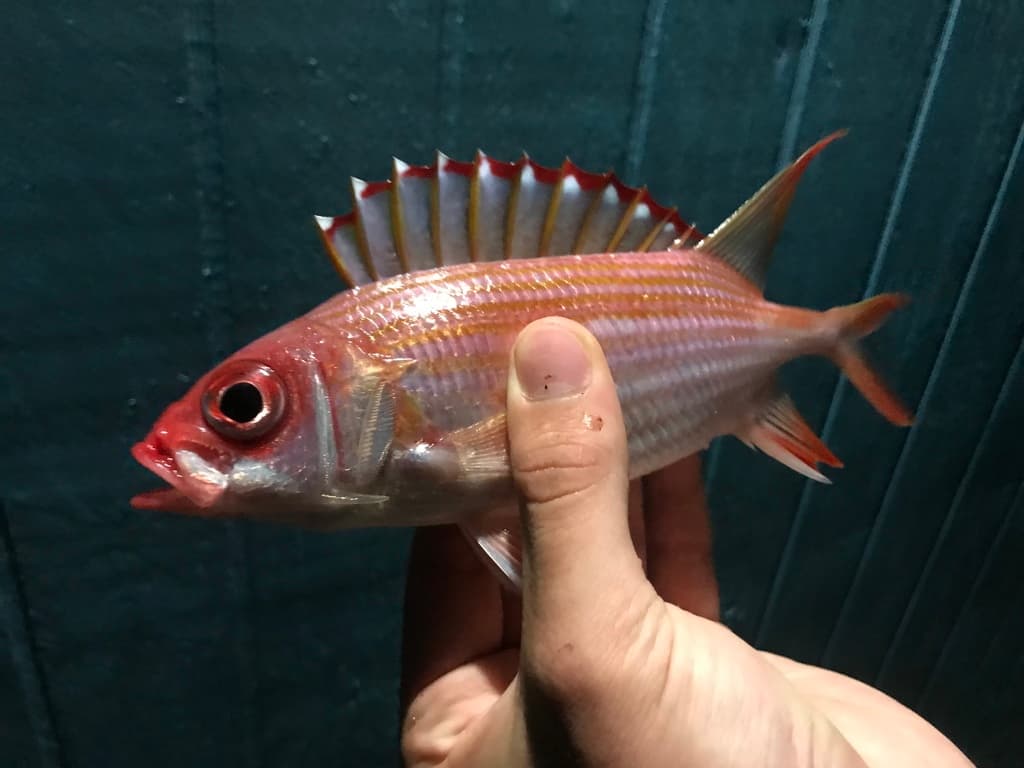 Longspine Squirrelfish showing red coloration and large eyes