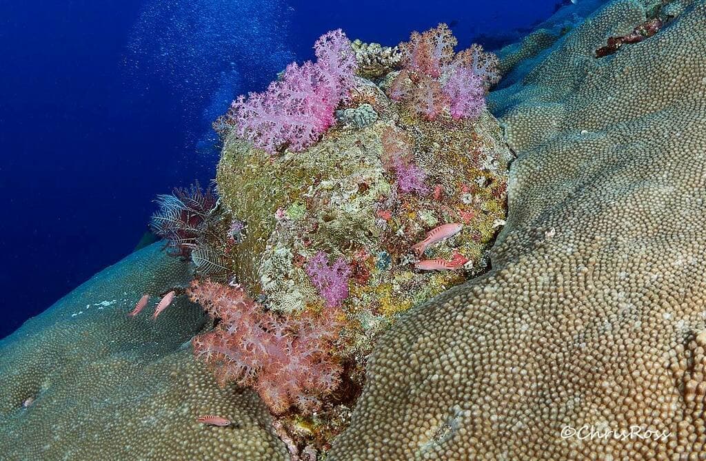 Lori's Anthias in a marine aquarium
