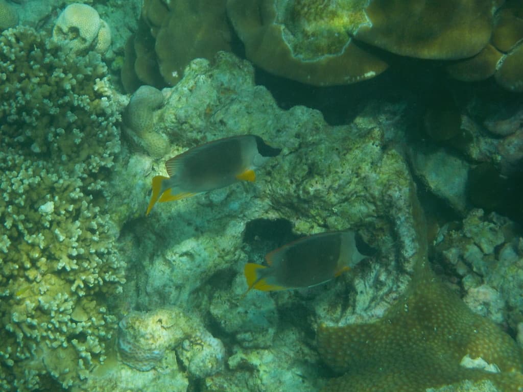Magnificent Foxface in a marine aquarium