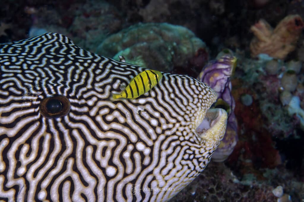 Map Puffer in a marine aquarium