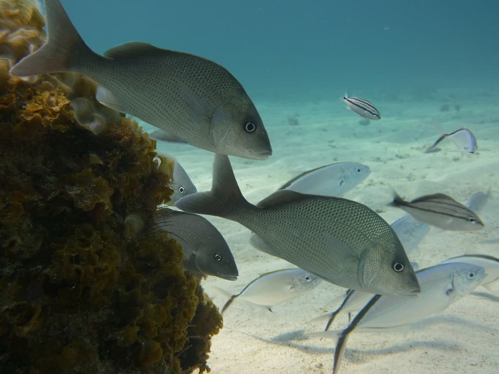 Margate (White Margate) swimming on a Caribbean reef