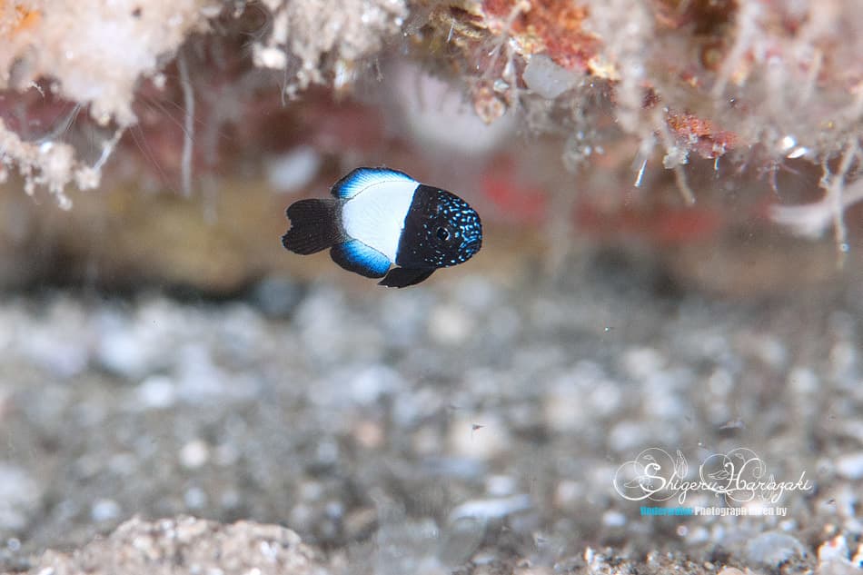 Marine Betta displaying spotted comet-like fins in reef aquarium