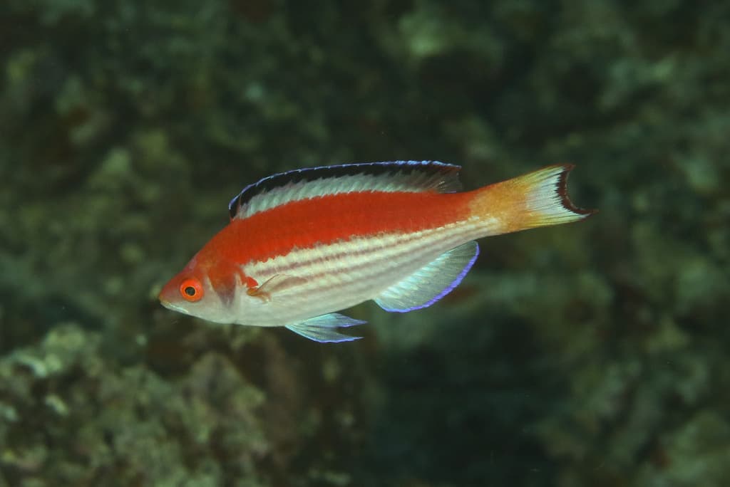 Marjorie Fairy Wrasse