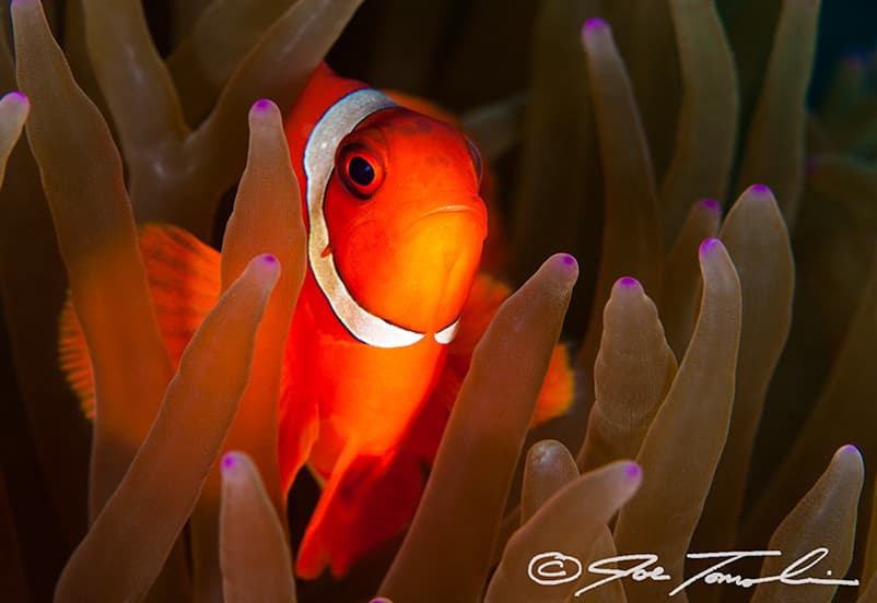 Maroon Clownfish in a marine aquarium