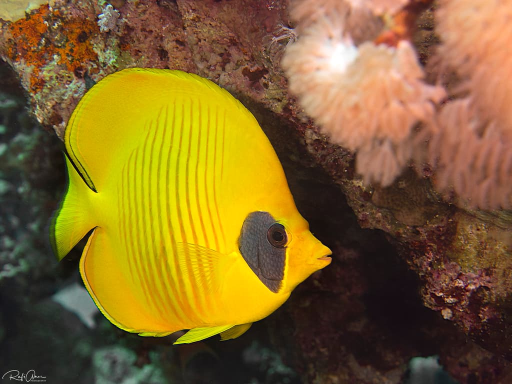 Masked Butterflyfish in a marine aquarium
