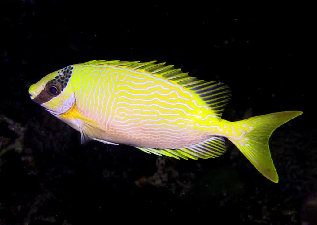 Masked Rabbitfish in a marine aquarium