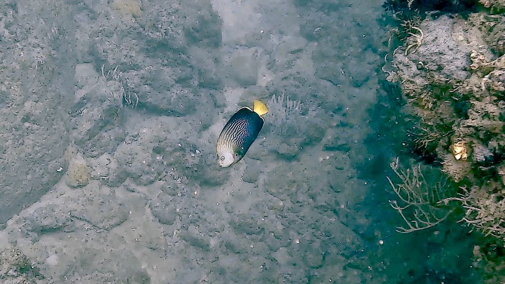 Maze Angelfish in a marine aquarium