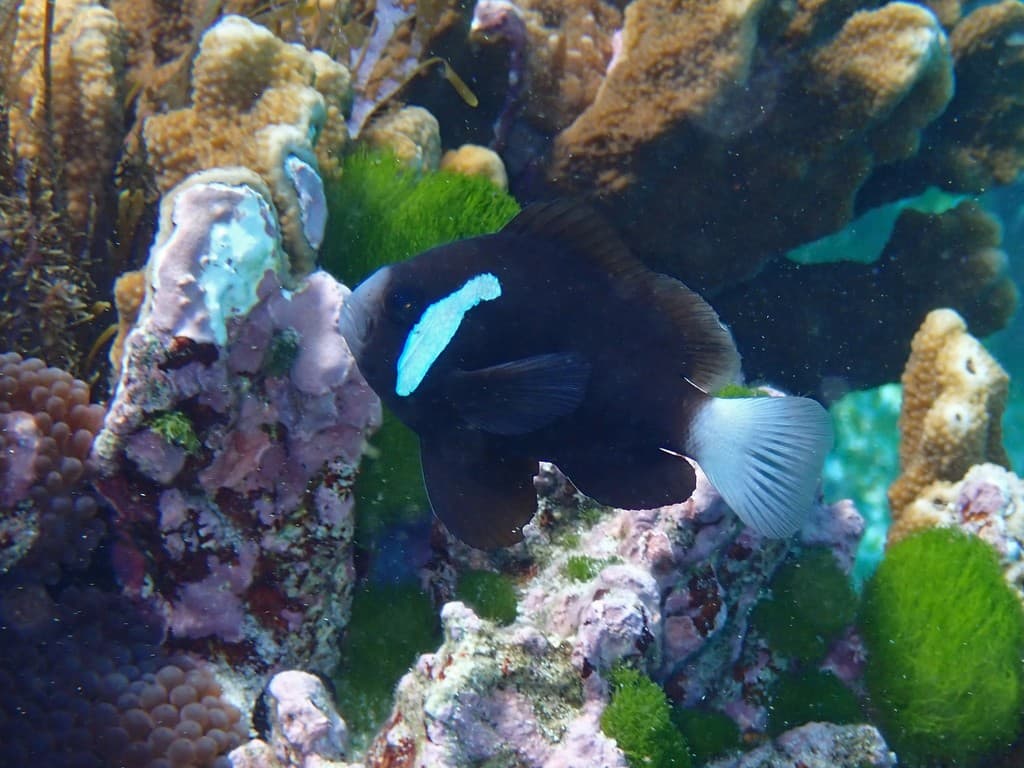 McCulloch's Clownfish in a marine aquarium