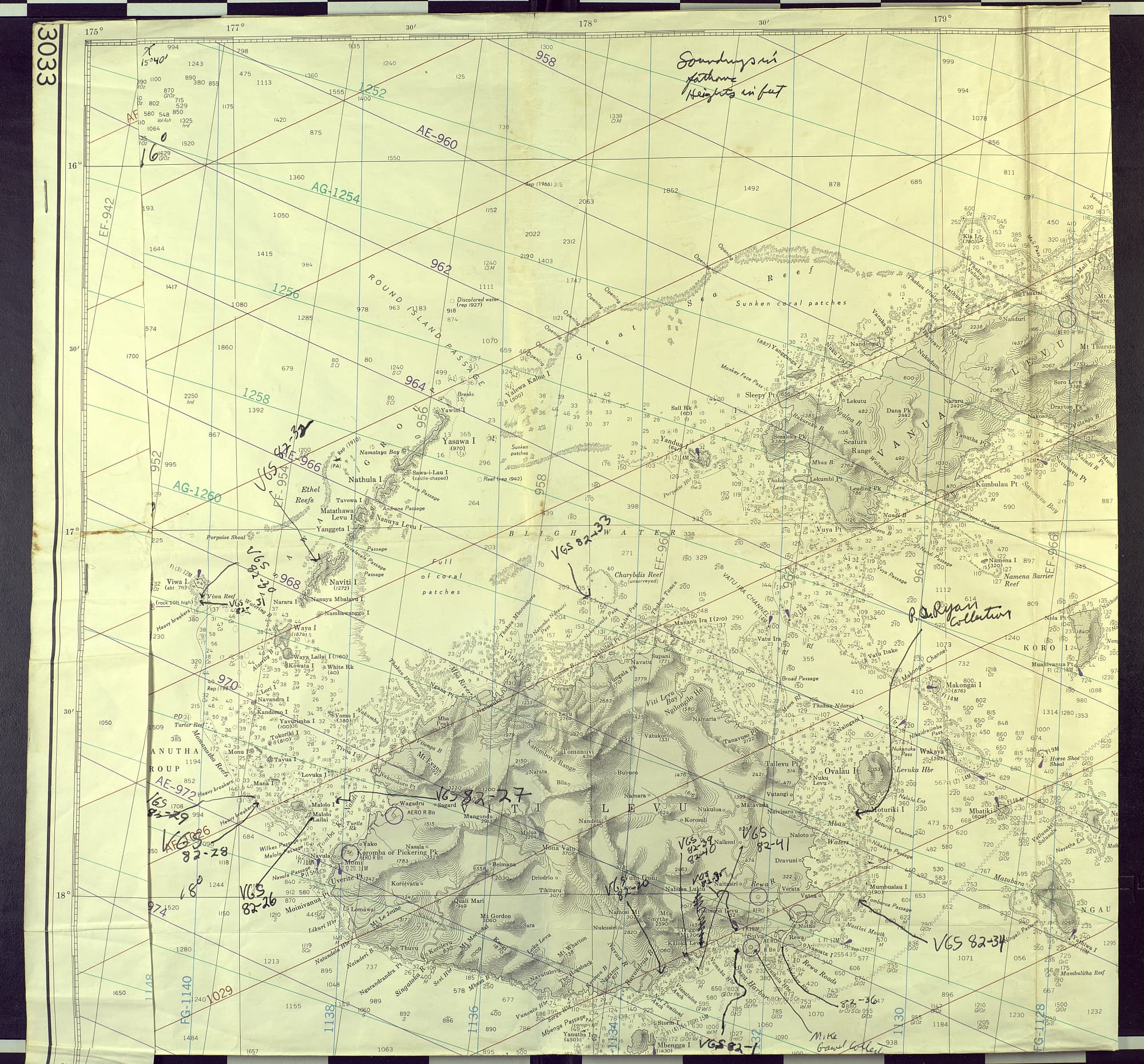 Melanurus Dottyback in a marine aquarium