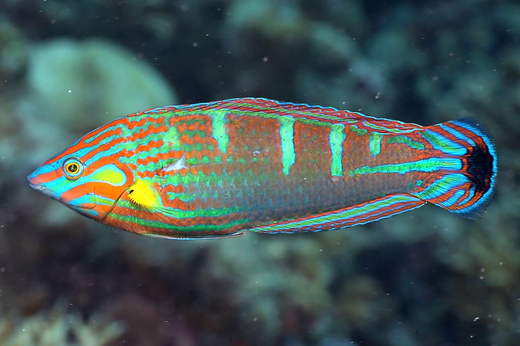Melanurus Wrasse in a marine aquarium