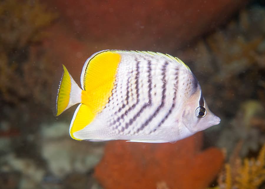 Mertens' Butterflyfish in a marine aquarium
