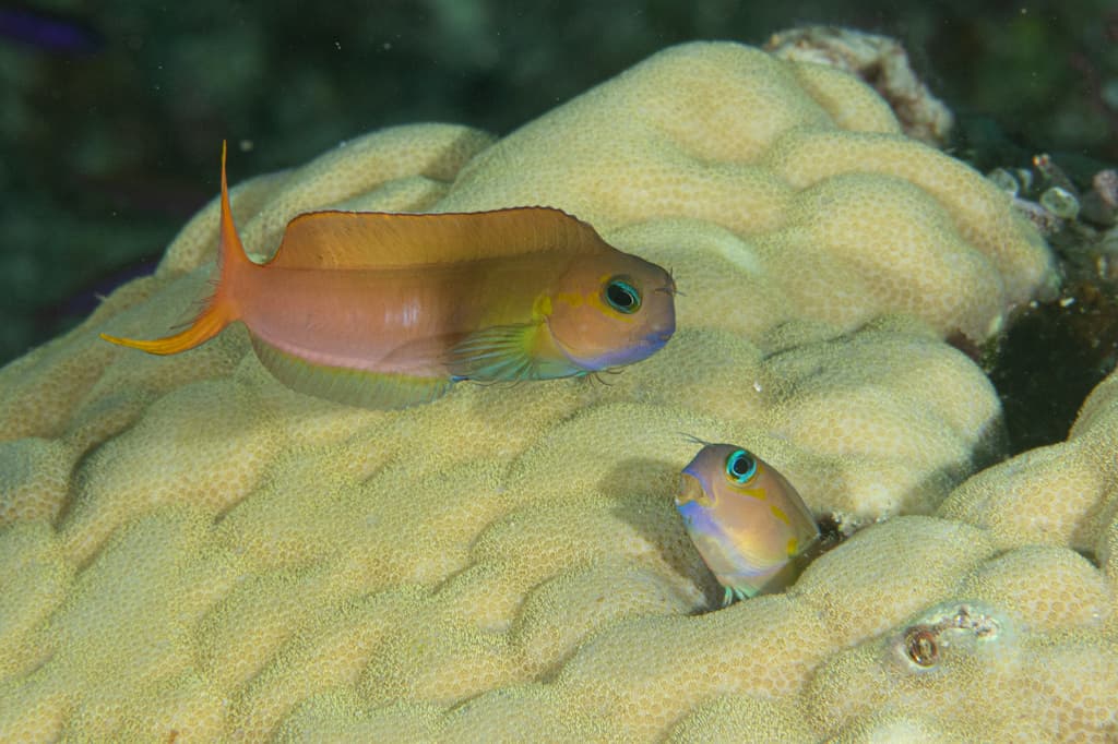 Midas Blenny