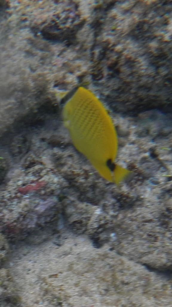 Millet Butterflyfish showing bright yellow body with dark millet-seed spots