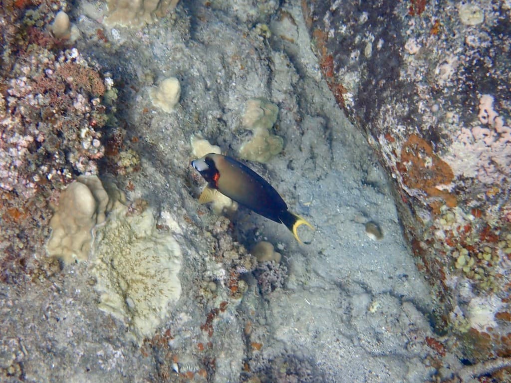 Mimic Tang in a marine aquarium