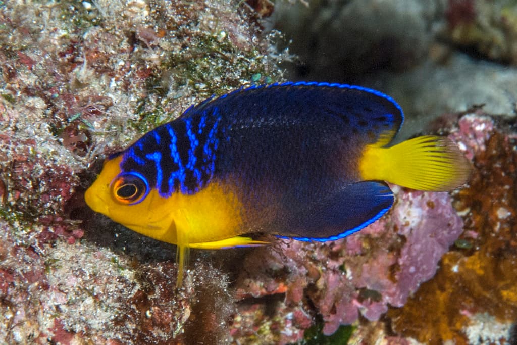 Nahacky's Angelfish in a marine aquarium