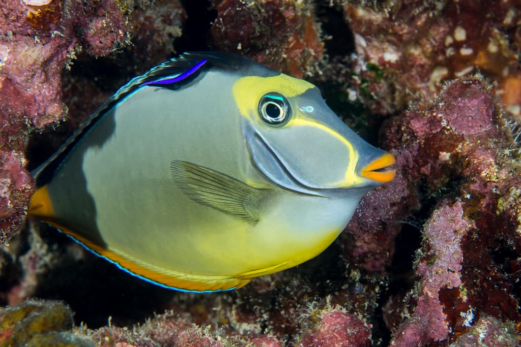 Naso Tang
