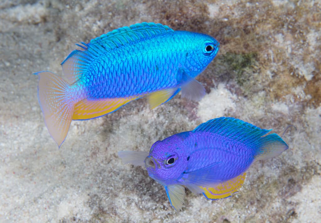 Neon Damsel in a marine aquarium