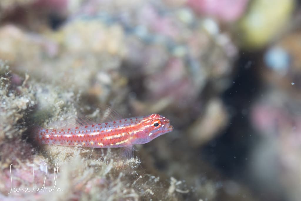 Neon Pygmy Goby in a marine aquarium