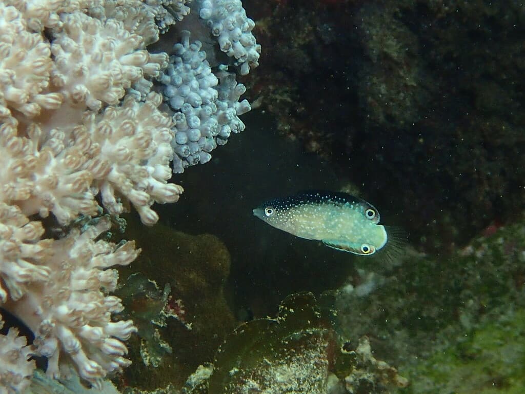 New Guinea Wrasse displaying blue and pink coloration
