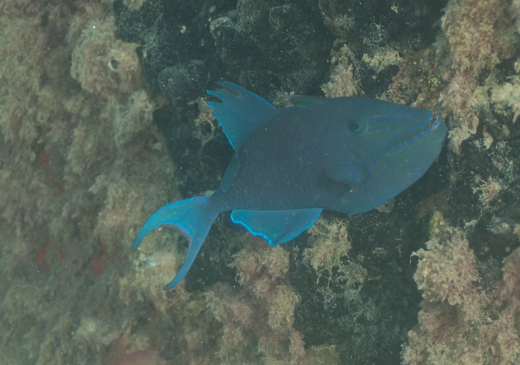 Niger Triggerfish in a marine aquarium