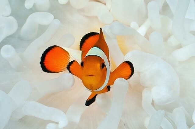 Ocellaris Clownfish