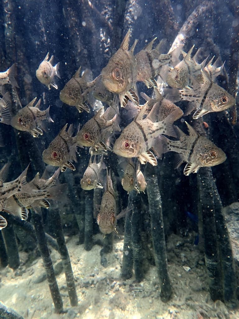 Orbiculate Cardinalfish in a reef aquarium