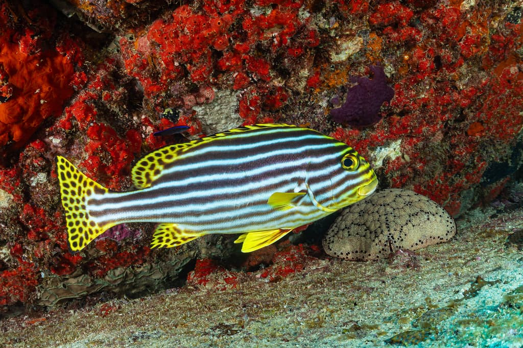 Oriental Sweetlips in a marine aquarium