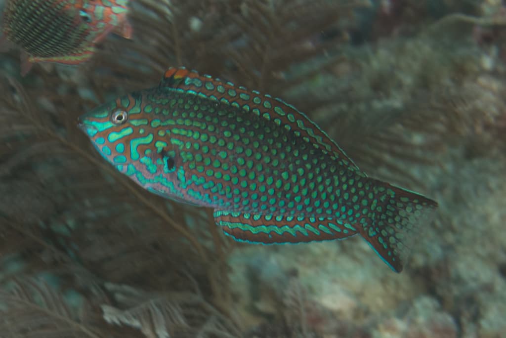 Ornate Wrasse in a marine aquarium