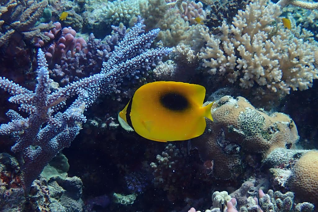 Oval Spot Butterflyfish showing its distinctive dark oval marking on a yellow body