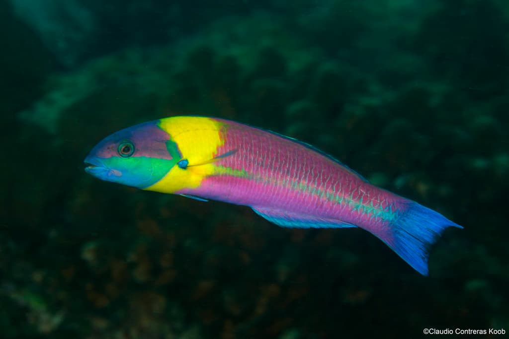 Paddlefin Wrasse in a marine aquarium